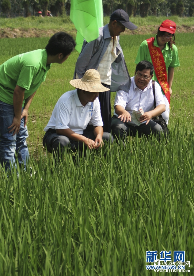 7月9日，江苏淮阴师范学院生科院的大学生志愿者与老师一起在田间向农民讲解科学的杀虫方法。